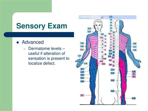 opposite of soft in a sensory test|sensory level on anatomy.